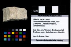 Foto (Objekt + Etikett) von Goniodromites bidentatus (Reuss, 1859)  (NHMW-GEO-1990-0041-0074)